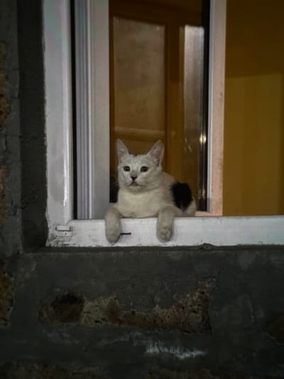 A white and black cat is perched on a windowsill, looking directly at the camera. The cat has light fur with a black patch on its back. It is resting its front paws on the sill. The background shows a window with reflections and a yellowish wall. The windowsill is part of a building with rough, textured walls, indicative of older construction. The lighting suggests it is nighttime or a dimly lit indoor space. The scene is set in Masis, Armenia.