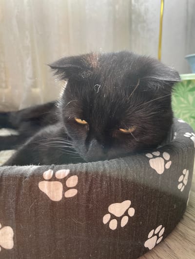 A close-up shot shows a black cat resting its head against a gray pet bed patterned with white paw prints. The cat's yellow eyes are partially visible, and its whiskers are prominent. The background is slightly blurred, revealing a white surface or wall and hints of green. No evidence indicates the cat or the photograph's location to be in Ulukulevo, Russia.