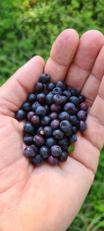 A person's cupped palm is filled with a pile of fresh blueberries. The hand is lightly tanned, with visible fingerprints and a slight pinkish hue. The blueberries are mostly dark blue, with some exhibiting a purplish tint and a powdery bloom. A few have a small stem or calyx attached. A single small green leaf is nestled amongst the berries. The background is a soft, blurred expanse of green grass and foliage, suggesting an outdoor, natural setting. The scene does not contain any specific identifying features that would indicate a location in Deutschnofen - Nova Ponente, Italy.