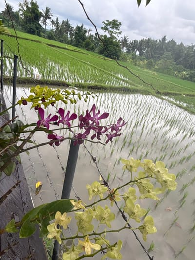 A vibrant scene showcases a rice paddy field under a cloudy sky. Lush green rice stalks fill the field. Near the viewer, orchids in full bloom add color; purple and light green varieties intertwine with barbed wire fencing. The scene blends nature and cultivation, enhanced by the contrast of delicate blooms against a rustic barrier.