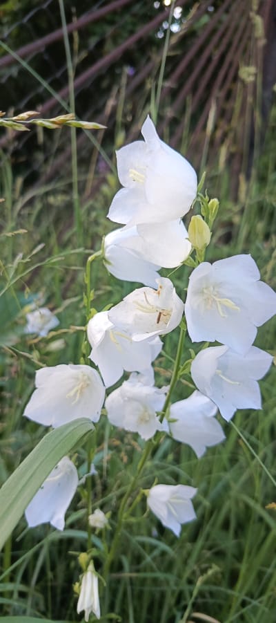 This media file features a cluster of white bellflowers with prominent yellow stamens, set against a backdrop of green grass and foliage. A dark, out-of-focus fence runs along the top of the image, suggesting an outdoor, possibly garden or meadow, setting. Some of the bellflowers are fully open, revealing their delicate petals and reproductive parts, while others are still in bud. The lighting suggests it might be daytime, with soft light illuminating the flowers. The overall impression is one of natural beauty and tranquility, with the focus squarely on the intricate details of the flowers. There is no text visible in the image. The location context is provided as Мерчалово Снт, Russia, which further solidifies the outdoor, potentially rural or suburban, setting.