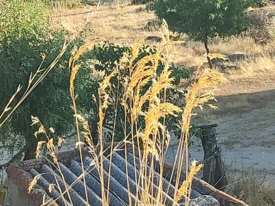 In Ledrada, Spain, an image captures a close-up view of dry, golden grasses with seed heads in the foreground, illuminated by sunlight. The grasses are positioned in front of a weathered, grey tiled roof. In the background, a dense green bush or tree is visible to the left, and beyond that, a sun-drenched, dry, grassy hillside with scattered small trees and a dark, weathered wooden post. The overall impression is one of a rural or semi-rural setting under warm, bright light.