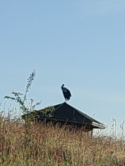In Biliakiemis, Lithuania, a lone black bird stands perched atop a dark-colored, octagonal roof structure, which appears to be a small shelter or gazebo. The structure is nestled amidst tall, dry grasses and vegetation. The sky above is a clear, pale blue. The image is characterized by a soft focus and a somewhat grainy texture. The lighting suggests it is daytime, with the sun high in the sky.