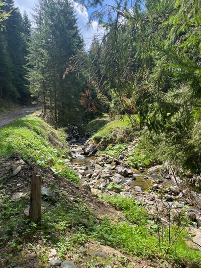 The image depicts a forest scene, likely along a mountain trail. A dirt path is visible in the lower left, bordered by lush green vegetation. To the right of the path, a stream flows over rocks and stones. Tall evergreen trees dominate the landscape, casting shadows on the trail. The presence of a stream and dense foliage suggests a natural, mountainous region. The location in Drianovo, Bulgaria cannot be confirmed based solely on the image.