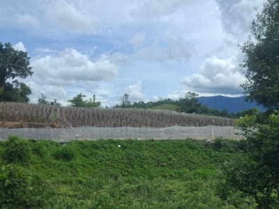 The image depicts a terraced agricultural landscape under a partly cloudy sky. The foreground features a dense green field with various types of vegetation, including some taller plants and ground cover. A prominent feature in the mid-ground is a long, horizontal structure covered with white netting, likely a protective covering for crops or an insect net. Behind this netting, a densely packed field of dry, upright wooden poles or bamboo stalks is visible, possibly a trellised crop or a structure under construction. The background shows rolling hills covered in greenery, culminating in distant blue mountains. The sky is a mix of blue and white clouds, suggesting fair weather. There are no visible people or specific urban structures in the image, indicating a rural or agricultural setting within Hiệp Hòa, Vietnam.