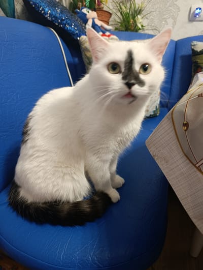 A white cat with black markings on its face and tail sits on a blue couch. The cat is facing the camera with its mouth slightly open, revealing a pink tongue. In the background, there are some pillows and plants. A digital thermometer is mounted on the wall. The setting appears to be an indoor residential environment. This image was taken in Klintsy, Russia.