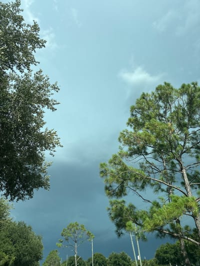 The image shows a view of the sky with trees in the foreground. The sky is a pale blue with dark, heavy clouds towards the bottom of the frame, suggesting an impending storm. Two distinct trees frame the sky from the left and right sides. The tree on the left appears to be an oak tree with dense, dark green foliage. The tree on the right is a pine tree with bright green needles. In the distance, more trees and power lines are visible against the stormy sky. The overall impression is one of nature's dramatic beauty before a storm.