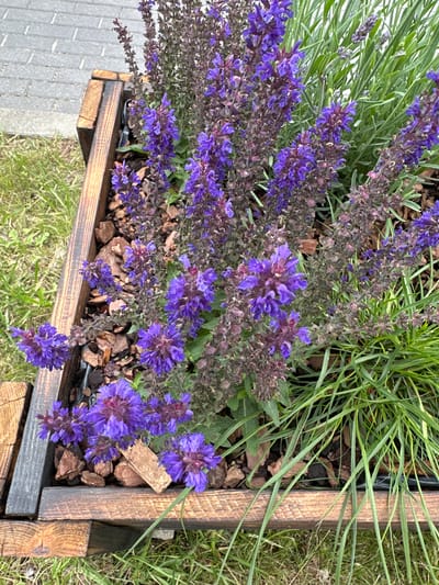 In Chmielno, Poland, a wooden planter box filled with flowering plants and mulch sits outdoors. The planter is made of dark-stained wood, with visible grain and some weathering. Inside, purple flowers with dark stems and green foliage are abundant. The ground surrounding the planter is covered in green grass and a paved pathway made of grey rectangular stones.
