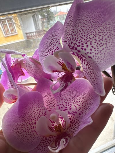 A close-up photograph displays several pink and white orchid flowers, each petal distinctly marked with numerous purple speckles. A human hand is partially visible in the lower right quadrant, gently supporting some of the orchid blooms. The flowers are situated indoors in front of a window. Through the window, an outdoor scene in Bregovo, Bulgaria, is discernible, appearing slightly out of focus. A two-story building with a yellow facade and a white-framed window on its upper floor is visible. Below this window, a balcony with a reddish-brown railing extends. Further in the background, another structure with a red-tiled roof and sparse vegetation are present under an overcast sky.