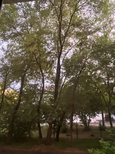 The image depicts a view looking up through the canopy of trees, with their branches and leaves creating a dappled effect against a bright sky. The foliage is dense, and the leaves are a light green, suggesting a time of growth and warmth. Sunlight filters through, highlighting areas of the leaves and creating a luminous, somewhat ethereal atmosphere.
In the background, through gaps in the trees, hints of a developed area are visible. There appear to be buildings with white walls and some structural elements, possibly part of a residential or institutional complex. The presence of these structures suggests an urban or suburban environment, likely in Sosnovoborsk, Russia, as per the location context. The ground visible through the trees appears to be a pathway or open area, possibly with some vegetation or a dirt surface.
The overall impression is one of nature encroaching on or coexisting with human infrastructure. The perspective, looking upwards from beneath the trees, draws the viewer's attention to the natural elements while still allowing a glimpse of the human-made world. There are no people or discernible objects in the foreground, placing the focus entirely on the interplay between the trees and the sky, with the background offering a contextual hint of the location. The lighting suggests it is daytime, with the bright sky indicating it could be morning or afternoon. The weather appears clear, allowing for the sun to filter through the leaves.