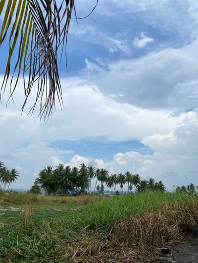 A view of a field with dense vegetation in the foreground and a line of palm trees in the background under a partly cloudy sky. A palm frond hangs in the upper left corner of the frame, obscuring the sky. The field is a mix of green and dry grasses, with some low-lying green plants in the lower left. In the middle ground, a dense line of palm trees stretches horizontally across the image. Behind the palm trees, some buildings are visible, including a green-domed structure that could be a mosque. The sky is a mix of blue and white clouds, with some darker gray clouds suggesting potential rain. The overall scene depicts a rural or semi-rural landscape in what appears to be a tropical or subtropical region.