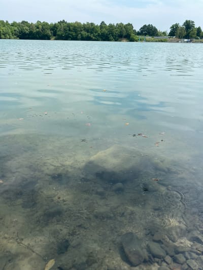 The image captures a view of the Kaniów Quarry in Kaniów, Poland, on an overcast day. The foreground is dominated by the clear, shallow waters of the quarry, revealing a rocky bottom with scattered debris. Several water striders, small insects that skate on the surface, are visible on the water. A few fallen leaves float on the water's surface. In the middle ground, the water extends further, reflecting the sky and the distant treeline. The background consists of a dense, green treeline bordering the quarry. Beyond the trees, a few structures and power lines are discernible, suggesting the presence of a nearby industrial or recreational area. The overall impression is one of a natural, yet potentially utilized, outdoor environment.