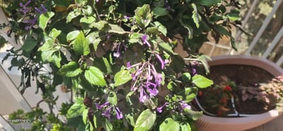 The image depicts a close-up, outdoor scene on a residential balcony in West Jerusalem, Israel, under bright sunlight. The primary subject is a flowering plant, likely *Plectranthus* or similar, featuring numerous small, tubular, lavender-to-purple flowers arranged in terminal clusters. Its ovate leaves are predominantly green, some exhibiting a textured or slightly fuzzy surface, while others appear darker and shriveled. To the right, a portion of a terracotta-colored planter is visible, containing soil and smaller foliage plants, some with reddish leaves. A white, flexible irrigation tube is present on the soil surface within this planter. In the background, a white metal balcony railing with vertical bars is discernible, confirming the outdoor, elevated setting. No individuals are present.