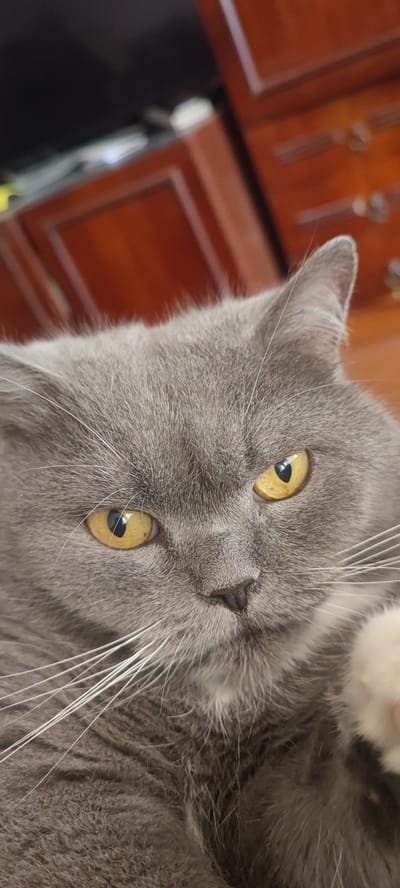 The image is a close-up portrait of a gray cat with striking yellow eyes. The cat's face dominates the frame, with its fur detailed and its whiskers prominent. The background is softly blurred, showing hints of wooden furniture, possibly cabinets or drawers, in warm brown tones. The lighting suggests an indoor setting. The cat's expression is neutral, though the pupils of its eyes appear somewhat dilated, which could indicate low light conditions or a curious mood. There is a portion of the cat's paw, with light-colored fur, visible in the lower right corner of the image, suggesting it might be resting or lying down. The overall impression is of a serene, intimate moment captured with the cat.