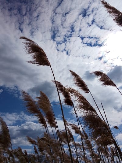 The image shows tall, wheat-colored pampas grass swaying against a cloudy sky. Some patches of blue sky are visible between the clouds. The grass fills the lower portion of the image, obscuring the ground. The viewpoint is looking upwards towards the sky. The image is taken in an outdoor setting. There is no evidence to support it being taken in Дерезовка, Russia.