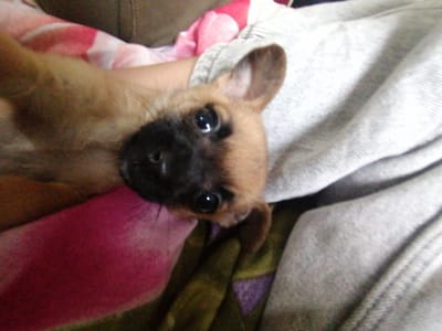 A brown and black puppy lies in a person's lap, which is covered with a pink and white patterned cloth. The puppy is looking at the camera with bright eyes. A gray fabric item is also visible. The image location is unknown and cannot be determined from the provided information.