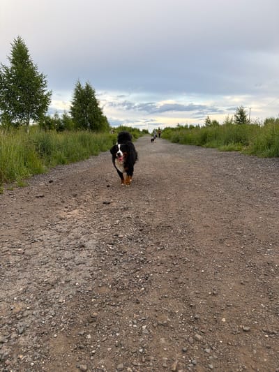 A Bernese Mountain Dog runs towards the camera on a gravel road. The dog is tricolored with black, white, and brown markings and has its tongue hanging out. The road stretches into the distance and is flanked by tall green grass and trees on either side. In the background, a few people and another dog can be seen walking along the road. The sky is overcast with a mix of gray and white clouds. The image appears to have been taken in an outdoor, rural setting.
