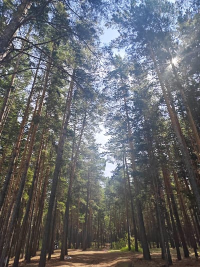 The image depicts a sunlit forest with tall, slender pine trees. The camera is angled upwards, looking through the dense canopy towards a bright sky, with rays of sunlight filtering through the branches. A dirt path winds through the trees in the foreground and recedes into the distance. The ground is covered with pine needles and cones. In the mid-ground, there appears to be a black object leaning against a tree, and a small white object lying on the ground. The overall environment suggests a natural, outdoor setting. The location is identified as Fakel Revoliutsii, Russia.