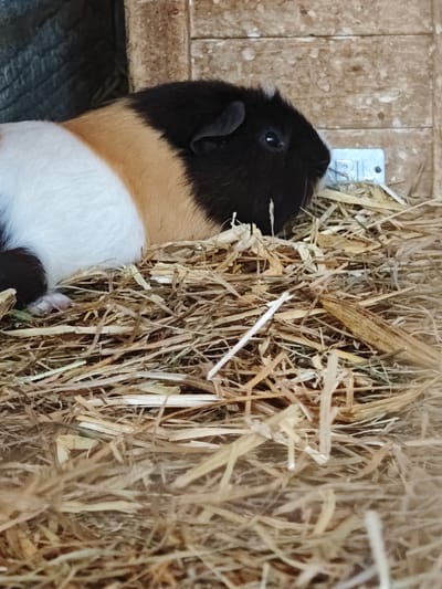 The image is a close-up, eye-level shot of a tri-colored guinea pig lying in a bed of straw inside a wooden enclosure. The guinea pig has patches of black, tan, and white fur and is facing to the right of the frame. Its right eye is visible, and it appears to be a dark color. A small, light blue object with raised letters, possibly a mineral lick or toy, is visible behind the guinea pig's head. The enclosure's wooden walls are visible in the background, with a darker textured surface to the left and lighter wooden planks to the right. The straw is dry and yellowish-brown, forming a soft bedding for the animal. The lighting appears natural, possibly from an overhead source, casting soft shadows. The image does not depict any elements that would allow for localization to Kochau, Austria.