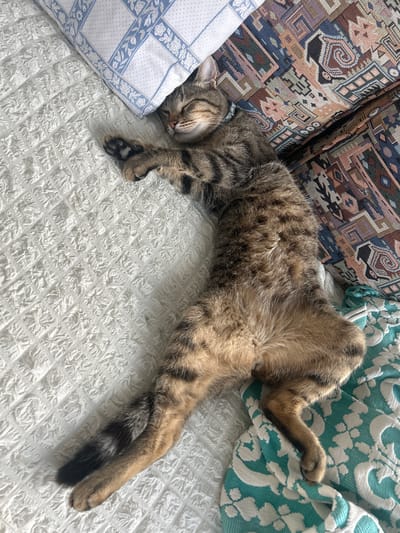A tabby cat is sleeping on a white textured surface, likely a bed or sofa, in Urla, Turkey. The cat is lying on its back with its paws extended and its eyes closed. It has a light blue collar around its neck. The background features a pillow with a blue and white floral pattern and a colorful, patterned fabric. A green and white patterned throw is visible under the cat's legs. The lighting suggests a bright, indoor environment.