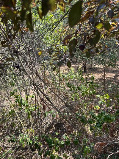 The image shows a close-up view of dense brambles and thorny branches in an outdoor setting. Green leaves and some dry brown leaves are visible among the tangled branches. In the background, the ground appears to be covered in dry leaves and sparse vegetation, with some trees visible further back. The lighting suggests it is daytime, with sunlight filtering through the foliage, creating dappled shadows. There are no people or animals present in the image. The scene is consistent with a wild or overgrown area, possibly a neglected garden or a patch of woodland.