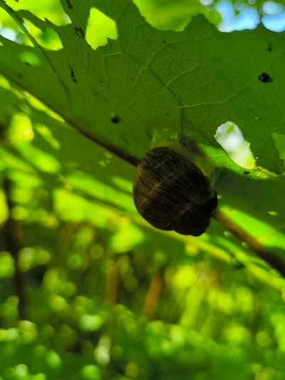 A snail is attached to the underside of a large, green leaf in Mosėdis, Lithuania. The leaf has several irregular holes and appears to be part of a plant or vine. The snail's shell is dark brown and spiral-shaped. The background is blurred, showing a bright green, leafy environment with dappled sunlight.