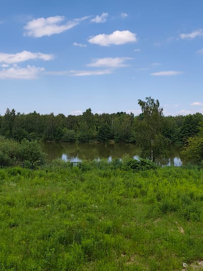 A natural landscape photograph taken in Łagiewniki Nowe, Poland, depicts a serene lake surrounded by lush green trees and vegetation under a bright blue sky dotted with fluffy white clouds. The foreground is dominated by a dense field of tall, green grass with scattered small white wildflowers, creating a wild and untamed appearance. The middle ground features a calm lake, its surface reflecting the dense forest that lines its banks. The trees are a mix of deciduous and coniferous, forming a vibrant green backdrop. A prominent, tall birch tree with its characteristic white bark stands out in the center of the frame, its branches reaching towards the sky. In the distance, the treeline continues, with hints of a clear blue sky peeking through. The overall impression is one of tranquility and natural beauty. The lighting suggests it is daytime, likely midday, with the sun casting a gentle glow on the scene. No people or man-made objects, apart from a small section of fence visible in the lower left, are apparent in the image, emphasizing the natural setting. There is no visible text.