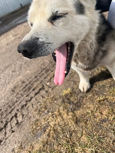The image depicts a close-up of a dog, likely a Husky or a mixed breed with similar features, lying on the ground. The dog has a light-colored face with some black markings and a long pink tongue hanging out of its mouth. The ground appears to be a mix of dirt, grass, and possibly some concrete or paved area. The image was likely taken in Норья, Russia.