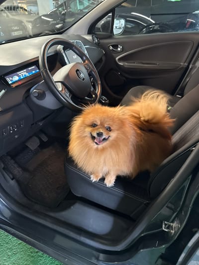 A Pomeranian dog sits in the passenger seat of a car, with its mouth open and tongue visible. The dog has orange fur and a fluffy tail. The car's interior is visible, including the steering wheel, dashboard, and door panel. The car appears to be parked indoors, possibly in a garage or parking lot, given the lighting and the presence of other vehicles in the background. The location is identified as Lysaker, Norway.