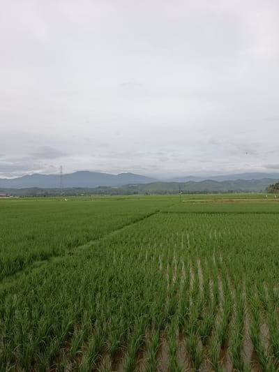 The image depicts a wide, lush green rice paddy field under an overcast sky, likely in Manyang Cut, Indonesia. The foreground is dominated by neatly planted rows of young rice stalks standing in shallow water, creating a textured pattern. In the midground, the field stretches out, with some areas appearing more densely planted than others, suggesting different stages of growth or cultivation methods. A tall, lattice-style electricity pylon stands prominently in the distance, to the left of center, with mountains forming a hazy, layered backdrop across the horizon. The sky is a uniform pale gray, indicating cloudy or diffused light conditions. A few indistinct birds can be seen in the upper portion of the sky. No people or animals are clearly visible in the immediate scene, lending a sense of quiet agricultural solitude. The overall impression is one of serene rural landscape.