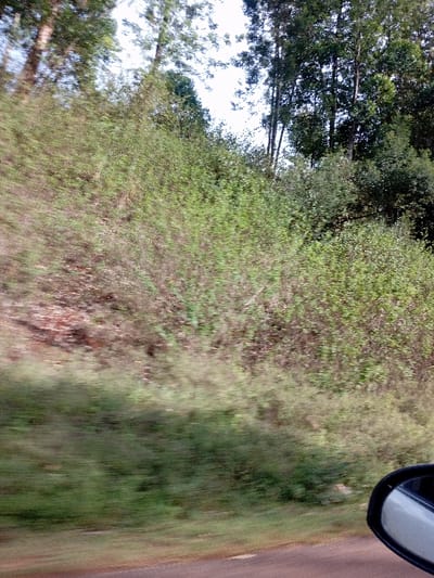 The image depicts a roadside scene in Othaya, Kenya, viewed from a moving vehicle. The foreground features the edge of a dark asphalt road with a faint white line. A black and silver car side mirror is partially visible in the bottom right corner. Adjacent to the road, a steep embankment or hillside rises, densely covered with varied green vegetation, shrubs, and small trees. Patches of reddish-brown soil are discernible through the foliage on the upper portion of the embankment. Above the hillside, a dense line of tall, slender trees with dark green canopies extends towards a bright, overcast sky. Motion blur is evident across the lower and central portions of the image, consistent with photography from a moving object. No individuals or animals are present.