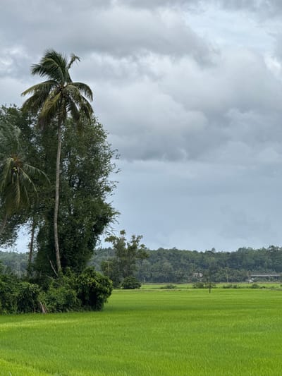 This landscape photograph, taken in Thihagoda, Sri Lanka, captures a serene rural scene under an overcast sky. The image is dominated by vibrant green natural elements.
In the foreground and mid-ground on the left, several tall palm trees, likely coconut trees with visible coconuts, stand prominently against the sky. These are surrounded by a variety of dense green tropical trees and foliage.
To the right, a wide expanse of bright green rice paddy fields stretches across the mid-ground, showcasing neatly planted rows of young rice. The fields appear lush and well-maintained.
A line of mixed trees and bushes separates the paddy fields from the distant hills. Along this line, a few utility poles with power lines are visible, indicating some human infrastructure. Further in the mid-distance, at the base of the hills, a faint structure, possibly a building or part of a bridge, can be discerned.
The background is composed of majestic, undulating hills densely covered in thick green forest or jungle, extending across the entire width of the image. The sky is completely overcast with soft, diffused grey clouds, suggesting a cloudy day, possibly signaling an approaching rain or the aftermath of one.
No people are visible in the scene, and there is no discernible text. The overall atmosphere is one of natural beauty and tranquility in a tropical setting.