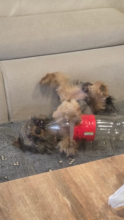 A small, tan and grey Yorkshire Terrier dog is lying on its back on a patterned rug on the floor, with its legs in the air. The dog's head is resting near a clear plastic 2-liter bottle of Coca-Cola, which has a red label. The bottle is lying on its side. The dog appears to be playing with or holding the bottle in its mouth. Behind the dog and rug is a light-colored couch. To the right and in the foreground, a portion of a wooden floor is visible. The scene is indoors. There is no information about the location in the city of Liliak, Bulgaria.