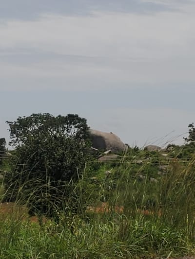 A landscape view shows a tree with dark green foliage in the foreground, with several large, grey boulders visible in the background. Tall, dry grasses dominate the lower portion of the image. The sky above is a pale grey with faint clouds.