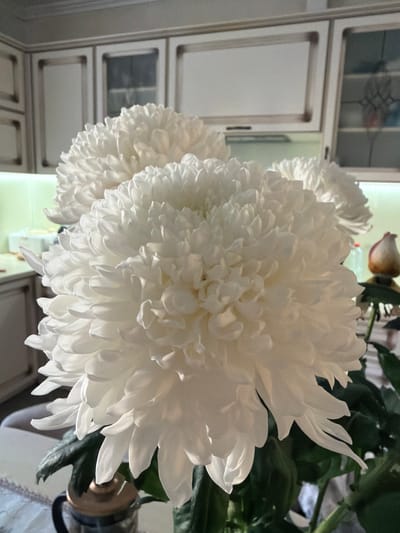 A close-up, high-angle shot features a large bouquet of white chrysanthemums. The flowers dominate the foreground, their densely packed petals creating a soft, textured appearance. Behind the flowers, a kitchen counter and cabinets are visible. The cabinets are white with dark trim and feature glass-paneled doors. The lighting suggests an indoor setting, possibly a home kitchen. The overall impression is one of domestic tranquility. There are no people present in the image. The location is not specified as Uhornyky, Ukraine; this information is extraneous to the visual content.