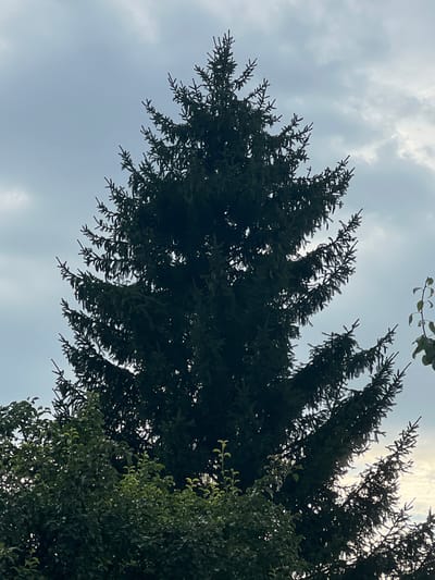 A towering evergreen tree, likely a spruce, dominates the frame, its dark green branches reaching upwards against a cloudy sky. The tree's silhouette is dense and conical, with individual needles visible in the upper portion. Below the evergreen, a cluster of deciduous trees with lighter green foliage fills the lower left quadrant. The sky is overcast with soft, diffused clouds, giving a muted light to the scene. The overall impression is of a natural landscape within a city, possibly a park or residential area. The location in Poletaevo, Russia, suggests a temperate climate. No people or specific human activity are depicted.