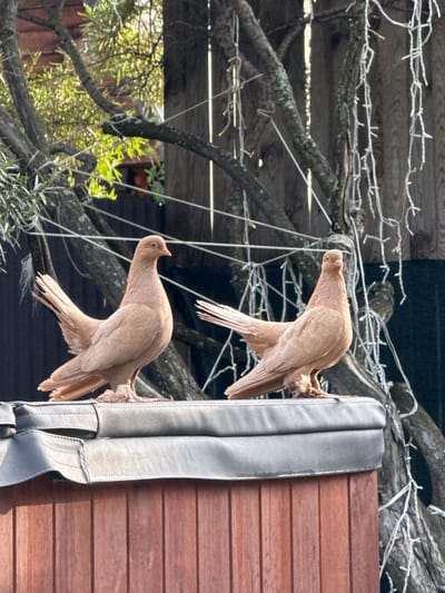 Two light brown pigeons are perched on branches near a wooden structure. The pigeons are facing away from the viewer, with their heads turned to the side. Their feathers are ruffled, and their wings are slightly spread. The wooden structure is made of horizontal planks and has a gray strap attached to it. In the background, there are more branches and some green foliage. There are also some white string lights draped across the branches. The lighting suggests it is daytime, and the sun is casting shadows. The scene appears to be outdoors, possibly in a garden or park. There is no visible text in the image. The overall mood is calm and natural.