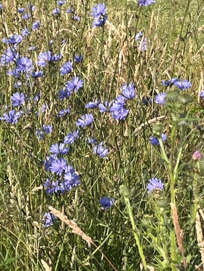 The image shows a close-up, slightly blurry view of a field of wild chicory flowers (Cichorium intybus) in a meadow located in Momberg, Germany. The flowers are predominantly a vibrant blue, with some appearing a lighter lilac hue. They are interspersed with tall, dry grasses and green stems, creating a natural, overgrown texture. The lighting suggests it is daytime, with sunlight illuminating the scene, casting a bright and natural glow. There are no people or animals visible in the frame. The focus is on the flora, with the shallow depth of field blurring the background and highlighting the delicate petals and stems of the chicory. The overall impression is one of a wild, untamed natural environment.