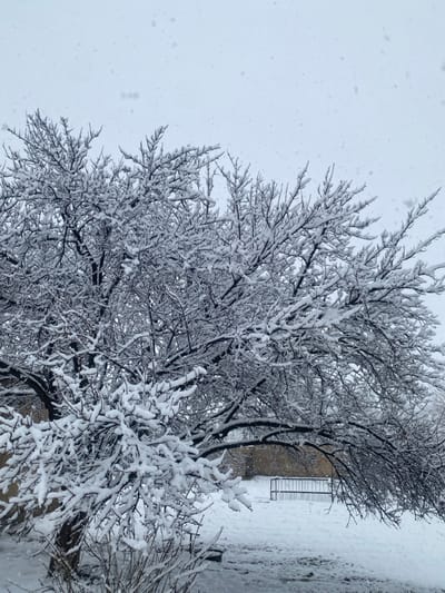The image depicts an outdoor scene in Gallakor, Uzbekistan, under active snowfall conditions. A large deciduous tree, dominant in the foreground and mid-ground, displays bare branches heavily laden with fresh white snow. Small snowflakes are visible against an overcast, light grey sky, which occupies the upper portion of the frame. The ground is uniformly covered in snow. In the middle-right background, a light-colored building with visible texture is partially visible behind the tree's lower branches. A dark-colored metal railing or fence structure, partially obscured by snow, rests on the snow-covered ground to the right of the tree's trunk. No individuals or animated subjects are present.