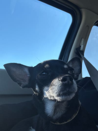 A close-up, low-angle shot captures a small black and white dog with large ears inside a vehicle. The dog's face is illuminated by sunlight streaming through the car window. Its fur is dark on its head and ears, with white fur around its muzzle and chest. The background shows the bright blue sky through the car's windows and a portion of the car's interior, including a seatbelt. The scene is devoid of any identifiable urban landmarks in Ostrovskoye, Russia.