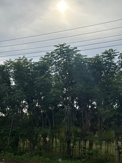 The image shows a dense line of trees with lush green foliage, creating a natural barrier. Above the trees, a bright sun is visible in a cloudy sky, and four parallel power lines stretch across the frame. The scene is set in Lampisang, Indonesia. The trees appear to be planted close together, suggesting they might be a hedge or a natural screen. The overall impression is one of a rural or semi-rural landscape.