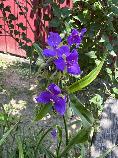 A close-up shot captures a cluster of vibrant purple flowers, likely Spiderwort, in full bloom. The flowers feature delicate, ruffled petals and bright yellow stamen, some with dew drops. Several green buds are also visible, some unfurling. A small insect, appearing to be a beetle with orange and black markings, is perched on one of the purple petals. The flowers are growing from green, sword-like foliage. In the background, a red corrugated metal fence runs vertically, with shadows of branches and leaves cast upon it. Lush green foliage covers the upper right portion of the frame. The ground is a mix of sandy soil, small pebbles, and scattered green weeds. In the lower right corner, a weathered, gray piece of wood lies on the ground. The scene is set outdoors, likely in a garden, in Bucha, Ukraine. The lighting suggests a sunny day, with natural light illuminating the subjects. There are no people visible in the image.