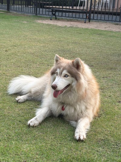 A fluffy, light-colored dog, likely a Siberian Husky or Alaskan Malamute mix, is depicted lying on its side on a vibrant green lawn. The dog's fur is a mix of cream, white, and light brown, particularly around its head and back. One of its eyes, clearly visible, is a striking blue, suggesting heterochromia. Its mouth is open with its pink tongue slightly extended, and it appears to be panting, conveying a happy and lively expression. A small red tag or collar is visible around its neck.
The setting is an outdoor grassy area, brightly illuminated by natural sunlight, indicating it is daytime with clear weather. To the left side of the frame, a narrow dirt or gravel path runs parallel to the grass. Beyond the path, a dark-colored metal fence, possibly part of an enclosure or property boundary, is visible. Some indistinct dark structures, possibly benches or other park amenities, can be seen behind the fence in the background. The overall scene suggests a pleasant day in an outdoor recreational space or yard in Tha Sala, Thailand. There is no visible text in the image.