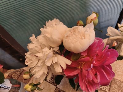 This media file features a close-up, overhead shot of a bouquet of peonies. The primary subjects are several large, fully bloomed peonies in shades of white and a vibrant fuchsia. The white peonies have delicate, ruffled petals, some with hints of red at their edges. The fuchsia peony is striking with its deep color and prominent yellow stamens. There are also a few peony buds, still green with red accents, visible amongst the blooms. A small, dark insect, possibly a fly, is visible within the petals of the fuchsia peony.
The bouquet is arranged in what appears to be a vase or container, though it is mostly obscured by the flowers. The background consists of a textured, teal-colored surface with horizontal ribbed lines, possibly a greenhouse panel or a similar outdoor covering. Below the flowers, a patterned tablecloth or surface is visible, featuring a repeating damask-like motif in beige and brown tones. On the lower left of the image, a portion of a label is visible. Text on the label reads "BORJON" in large black letters, with smaller text below including "1890" and "GEORGIAN MOUN".
The lighting suggests it is daytime, likely outdoors given the implied setting. The overall mood is one of natural beauty and perhaps the quiet observation of nature, with the presence of the insect adding a touch of realism. The context provided places the scene in Zverosovkhoza village, Russia, which might suggest a summer blooming season for these peonies.