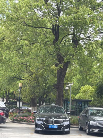 The image shows a street scene in Binjiang District, China. A large tree with full green foliage dominates the left side of the frame. On the right side, two dark-colored cars are parked. A sidewalk with patterned pavement runs along the edge. Flowers bloom in a narrow strip between the sidewalk and the cars. Street lamps are visible along the sidewalk. A security camera is mounted on a pole near the cars. The license plate of the front car reads "浙M·7H16E". A small building or structure can be seen behind the first car.