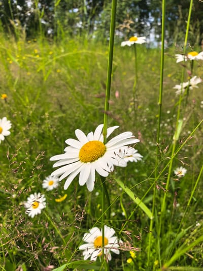 A close-up, low-angle shot captures a field of daisies in Basharovo, Russia, bathed in natural sunlight. The foreground is dominated by a large daisy in sharp focus, its white petals radiating outwards from a bright yellow center. Several other daisies, slightly out of focus, are scattered throughout the scene, some appearing as white and yellow blurs. Tall, green grass and thin, dried stalks of grass with small seed heads create a textured background. The overall impression is one of a vibrant, sun-drenched meadow.