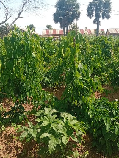 The image depicts a field of green plants, likely a farm, situated in Kukum, Nigeria. In the foreground, a large-leafed plant with some perforations is prominent, surrounded by rows of taller, leafy plants. In the background, several buildings with corrugated tin roofs are visible, interspersed with palm trees and bare-branched trees. The sky is clear and bright. The overall scene suggests an agricultural setting in a rural or semi-rural area.