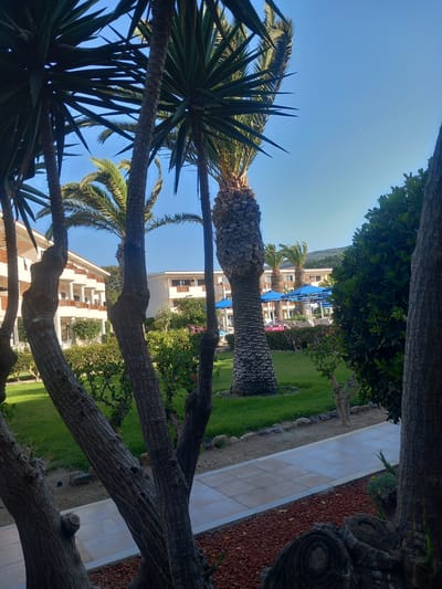 This image captures a sunny day in Kos, Greece, likely at a resort. In the foreground, the textured trunks of several trees, possibly palm or yucca, dominate the frame. Their rough bark and branching patterns are prominent. Beyond the trees, a well-maintained garden area is visible, with lush green grass and manicured bushes. A light-colored tiled pathway meanders through the garden, bordered by reddish-brown gravel. In the middle ground, a cluster of buildings with white facades and balconies, indicative of hotel accommodation, are set against a backdrop of palm trees and a clear blue sky. Further into the scene, lounge chairs and bright blue umbrellas suggest a poolside or relaxation area, hinting at the recreational facilities of the establishment. The overall impression is one of a tranquil and inviting holiday environment.
