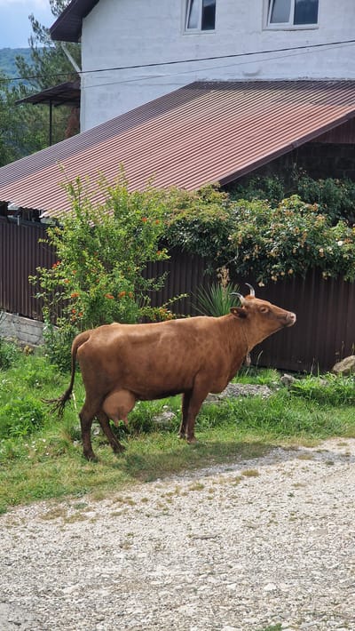 A brown cow stands on a gravel path in front of a white building with a brown corrugated metal roof. The cow is facing right and its udder is visible. Green grass and trees surround the scene. In the background, a brown fence is visible. The image appears to be taken in Verkhovskoye, Russia, given the presence of a traditional rural house and the cow, which are common in such areas. The lighting suggests it is daytime.