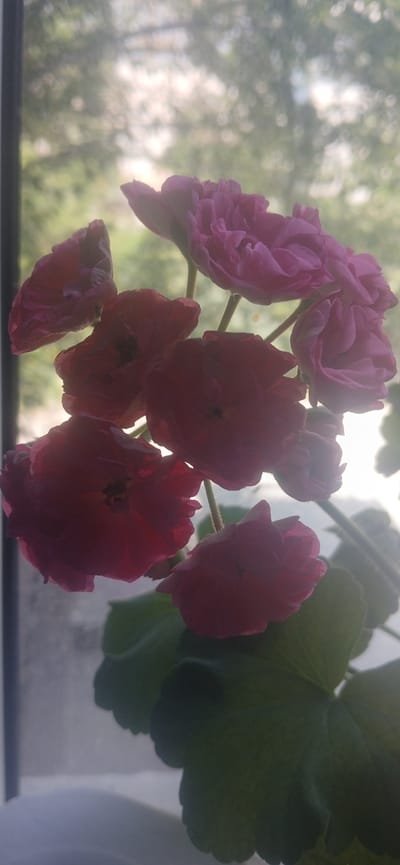 A cluster of pink and red flowers with ruffled petals is depicted, with the foreground showing the flowers in sharp focus against a blurred background. The flowers are arranged on thin stems and a few green leaves are visible at the bottom of the frame. The lighting suggests it is daytime, possibly with sunlight filtering through a window or screen. The background is out of focus, showing a light, hazy green and white pattern, which could be trees or foliage outside.
The image does not contain any discernible elements that would allow for the specific identification of its location within the city of Jizzakh, Uzbekistan. There are no identifiable landmarks, buildings, signage, or cultural specificities that are uniquely associated with Jizzakh.